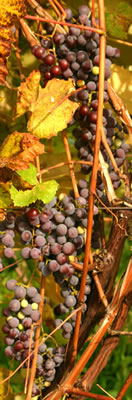 Grapes Growing in Barrington